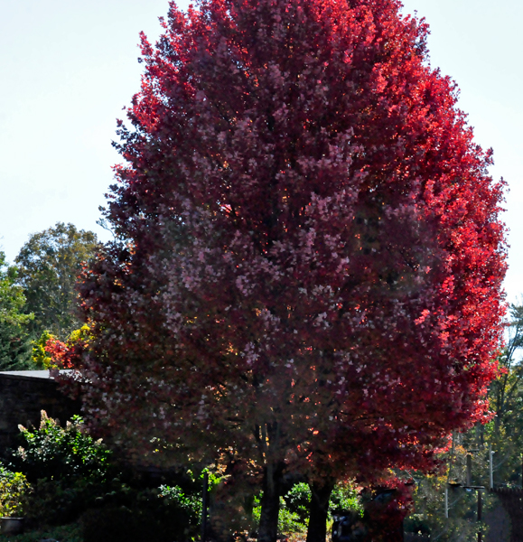 a beautiful dark red tree